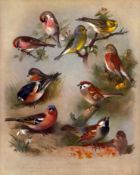 Thorburn Antique Scarce 1st Edition Print Finches, Linnet, Sparrow-16.