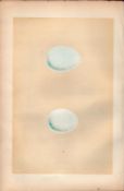 Hen Harrier Hawk Antique 1875 Engraving Rev Morris Nests & Eggs-43.