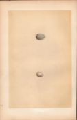 Sand Martin Antique 1875 Engraving Rev Morris Nests & Eggs-130.