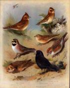 Antique Scarce First Edition Large Bird Print The Lark Family -22.