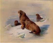 Thorburn Antique First Edition Scarce Lithograph the Walrus -12.