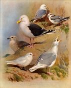Antique Scarce First Edition Large Bird Print Seabirds & Gulls-74.