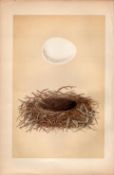 Marsh Harrier Hawk Antique 1875 Engraving Rev Morris Nests & Eggs-41.