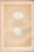 Long-Eared Owl Antique 1875 Engraving Rev Morris Nests & Eggs-46.