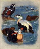 Antique Scarce Large First Edition Bird Print The Duck Family -50.