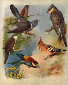 Antique Scarce First Edition Large Bird Print The Cuckoo-Family-25.
