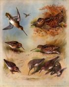 Antique Scarce First Edition Large Bird Print Sandpipers & Snipes-65.