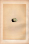 Nutcracker Antique 1875 Engraving Rev Morris Nests & Eggs-101.