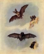 Thorburn Antique First Edition Scarce Lithograph Longed Eared Bat-2.