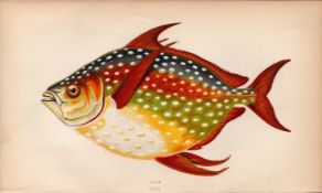 Opah 1868 Antique Johnathan Couch Coloured Fish Engraving.