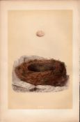 Grey Wagtail Antique 1875 Engraving Rev Morris Nests & Eggs-133.