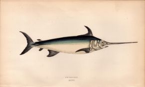 Swordfish 1868 Antique Johnathan Couch Coloured Fish Engraving.
