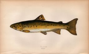 Sea Trout Antique Johnathan Couch Coloured 155 Years-Old Fish Engraving.