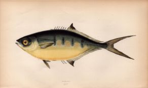 Derbio 1868 Antique Johnathan Couch Coloured Fish Engraving.