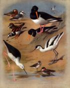 Antique Scarce First Edition Large Bird Print Sea & Beach Birds-64.