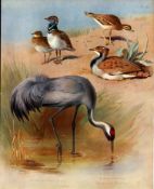 Antique Scarce First Edition Large Bird Print Bustard, Crane, Curlew– 61.