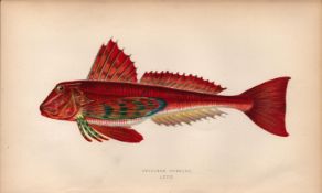 Streaked Gurnard 1868 Antique Johnathan Couch Coloured Fish Engraving.