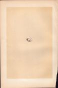 Swallow Antique 1875 Engraving Rev Morris Nests & Eggs-125.