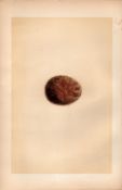 Peregrine Falcon Antique 1875 Engraving Rev Morris Nests & Eggs-25.