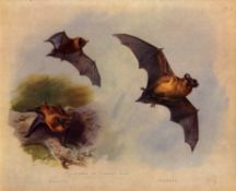 Thorburn Antique First Edition Scarce Lithograph the Common Bat-3.