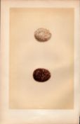 Orange Legged Hobby Falcon Antique 1875 Engraving Rev Morris Nests & Eggs-29.