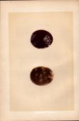 Honey Buzzard Antique 1875 Engraving Rev Morris Nests & Eggs-17.