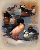 Antique Scarce Large First Edition Bird Print The Duck Family -52.
