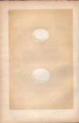 Little Owl Antique 1875 Engraving Rev Morris Nests & Eggs-52.