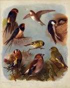 Thorburn Antique Scarce 1st Edition Print Finches, Swallow, Martin, Marlin-15.