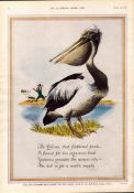 Original 72-Year-Old 1952 Guinness Print The Pelican – GE 1833 B #-2.