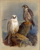 Antique Scarce First Edition Bird Print Greenland & Iceland Falcon-36
