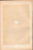 Purple Martin Antique 1875 Engraving Rev Morris Nests & Eggs-127.