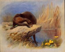 Thorburn Antique First Edition Scarce Lithograph The Otter- 17.