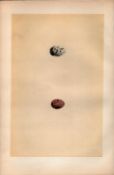 Snow Bunting Antique 1875 Engraving Rev Morris Nests & Eggs-153.