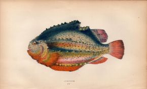 Lumpfish 1868 Antique Johnathan Couch Coloured Fish Engraving.