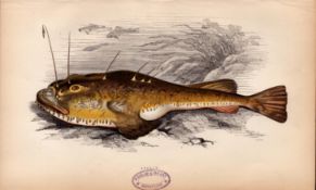 Anglefish 1869 Antique Johnathan Couch Coloured Fish Engraving.