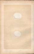 White Owl Antique 1875 Engraving Rev Morris Nests & Eggs-51.