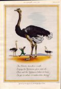 Original 72-Year-Old 1952 Guinness Print The Ostrich – GE 1832 B #-3.