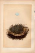 Pied Flycatcher Antique 1875 Engraving Rev Morris Nests & Eggs-77.