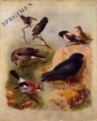 Thorburn Antique Scarce 1st Edition Bird Rare Print Marked 'SPECIMEN'-19a.