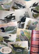 Antique 1897 Hardback Edition British Birds Vol-4 Lloyds Natural History 30+ Plates.