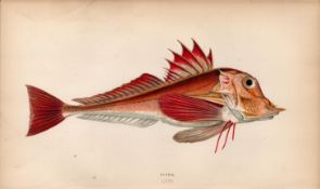 Piper 1868 Antique Johnathan Couch Coloured Fish Engraving.