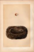 Spotted Flycatcher Antique 1875 Engraving Rev Morris Nests & Eggs-79.