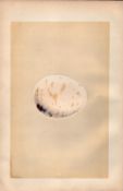 Erne Vulture Antique 1875 Engraving Rev Morris Nests & Eggs-5.