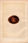 Egyptian Vulture Antique 1875 Engraving Rev Morris Nests & Eggs-3.