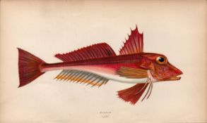 Elleck 1868 Antique Johnathan Couch Coloured Fish Engraving.