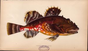 Greenland Bullhead Antique Johnathan Couch Coloured Fish Engraving.