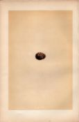 Richard’s Pipit Antique 1875 Engraving Rev Morris Nests & Eggs-137.