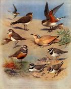 Antique Scarce First Edition Large Bird Print Plover, Courser, Pratincole– 62.