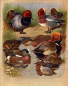 Antique Scarce Large First Edition Bird Print Wigeon, Pochard, Garganev.-48.
